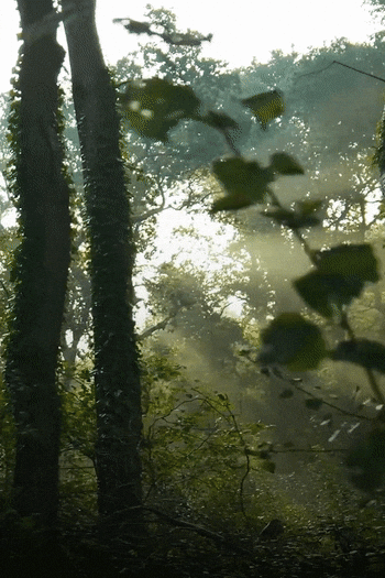 东莞火炼树项目：把岭南园林搬进现代空间 - 图片 9