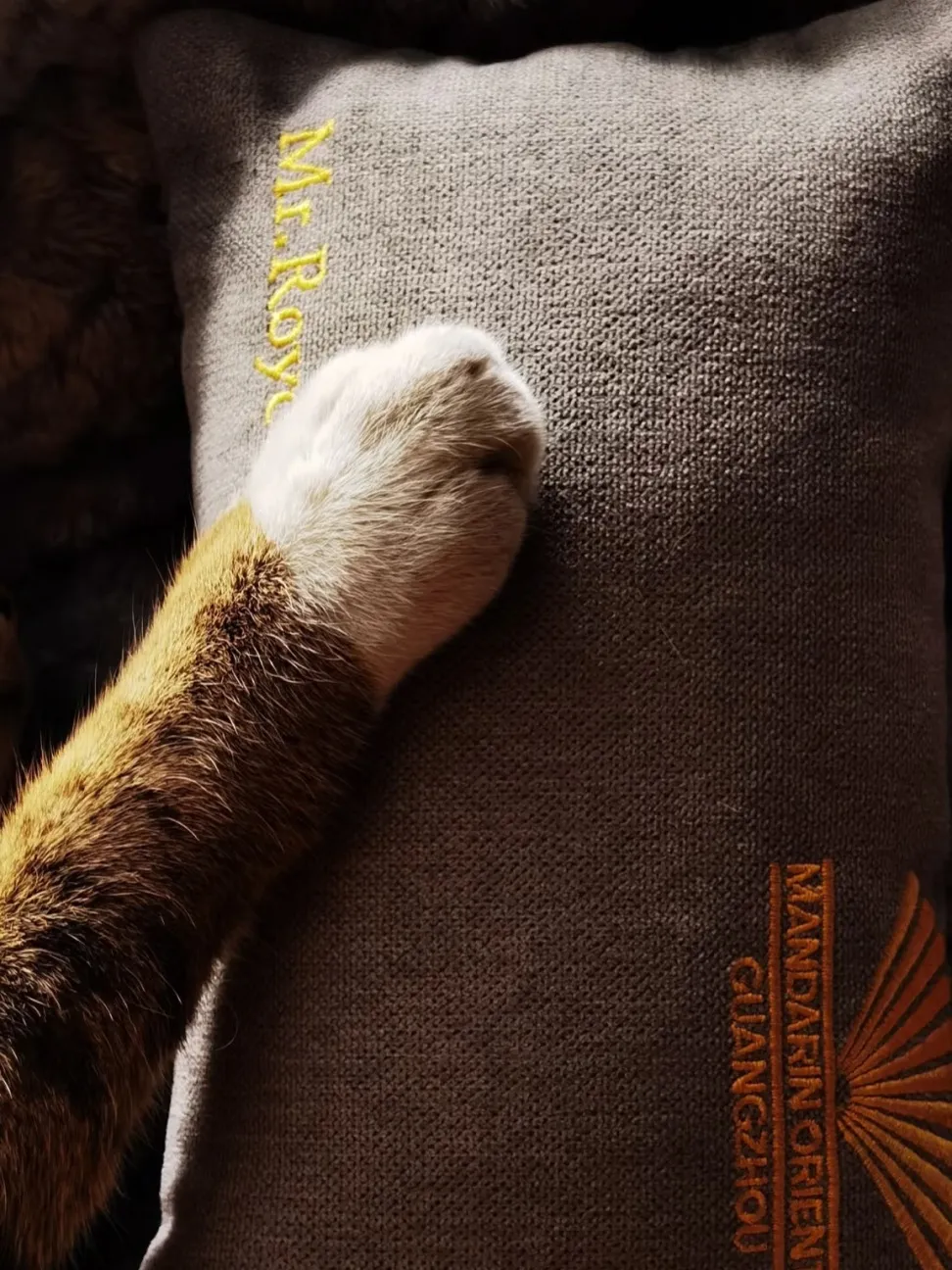 奢华酒店养流浪猫狗?原来藏设计的人文温度 - 图片 6