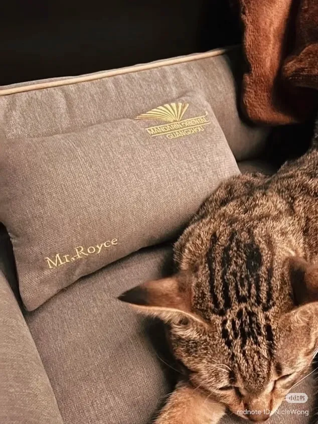 奢华酒店养流浪猫狗?原来藏设计的人文温度 - 图片 7