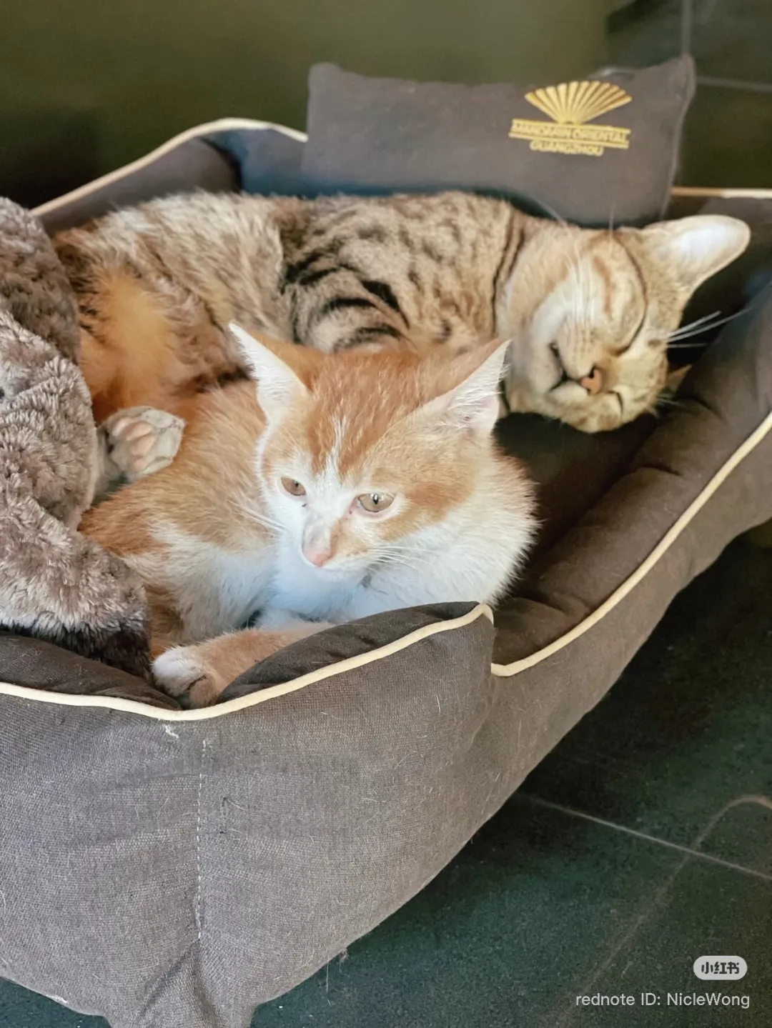 奢华酒店养流浪猫狗?原来藏设计的人文温度 - 图片 8